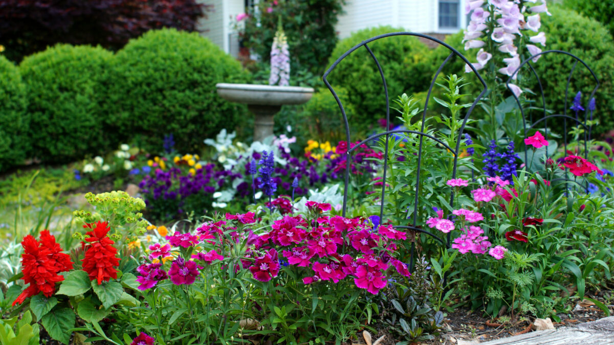 Photo showing a vibrant flower garden