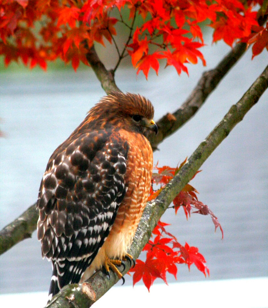 Photo showing a hawk in a tree branch
